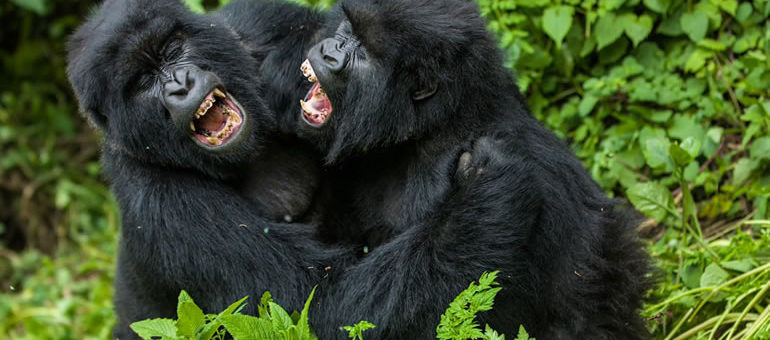 Gorilla trekking in Uganda